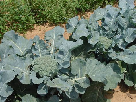 The Taste of Green Magic: Exploring Flavor Profiles in Broccoli